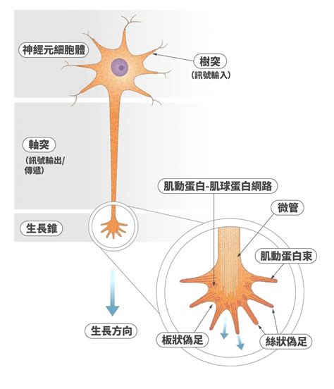 神經細胞形狀|神經元細胞:說明,神經元分類,細胞結構,組成結構,樹突,軸突,